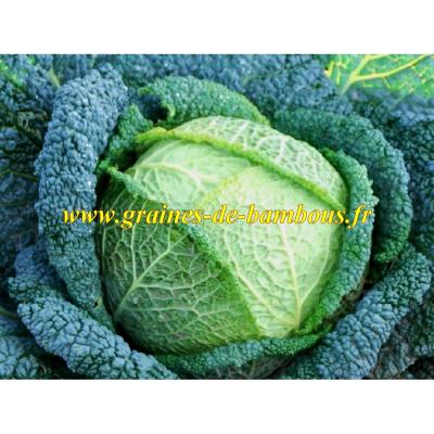 Chou vert de milan gros des vertus graines de legumes