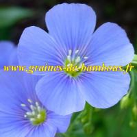 Graines de lin bleu vivace