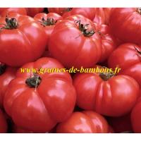 Graines de tomate belge geante