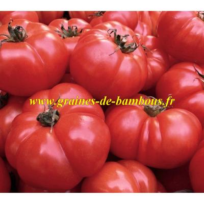 Tomate geante belge rose graines