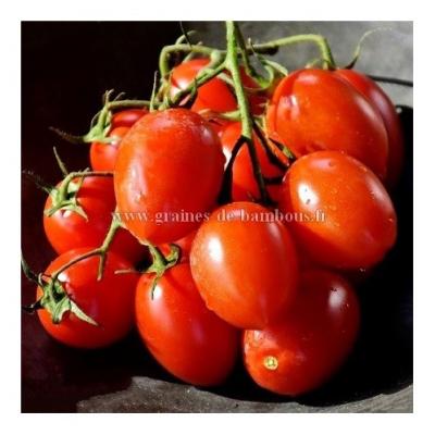 Tomate de berao graines de bambous fr