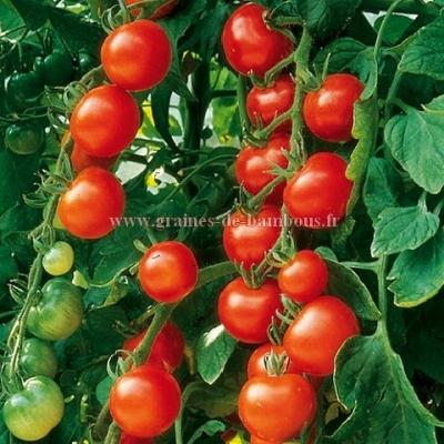 Tomate merveille du jardinier graines de bambous fr