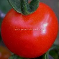 Graines de tomate glacier rouge