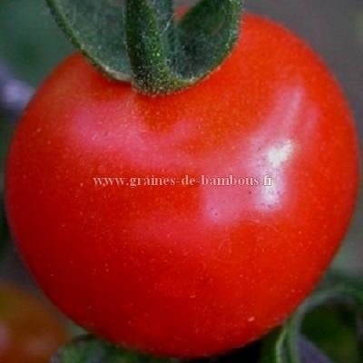 Tomate glacier variete ancienne graines