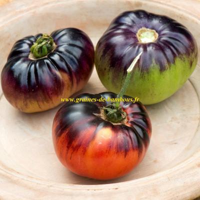 Tomate indigo blue beauty graines non traitees