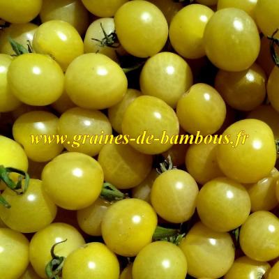 Tomate cerise ronde lemon drop graines de bambous fr