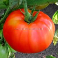 Graines de tomate marmande