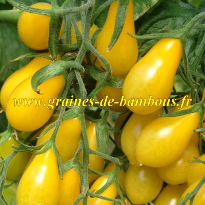 Graines de tomate poire cerise jaune