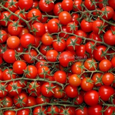 Graines de tomate pokusa sur graines de bambous fr