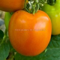 Graines de tomate