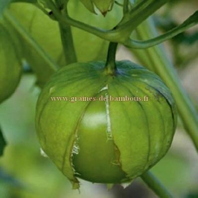 Tomatillo verde sur graines de bambous fr