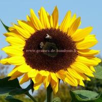 Graines de tournesol geant