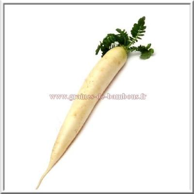 Radis blanc daikon semences