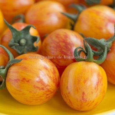 Tomate golden bumble bee graines de bambous fr