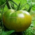 Graines tomate evergreen