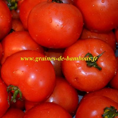 Tomate floradade graines de bambous fr