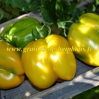 Graines tomate jaune yellow stuffer