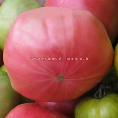 Tomate German Johnson pink