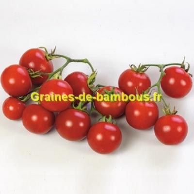Graine Arbre à Tomate - Tamarillos - Le Comptoir des Graines