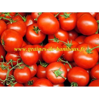 Tomate heinz 1370 sur graines de bambous fr