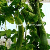 luffa-xt-longue-www-graines-de-bambous-fr-1-1.jpg