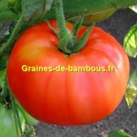 Marmande tomate graines