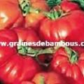 marmande-www-grainesdebambous-com.jpg