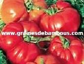 marmande-www-grainesdebambous-com.jpg