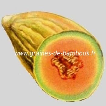 melon-banane-www-graines-de-bambous-fr-3.jpg