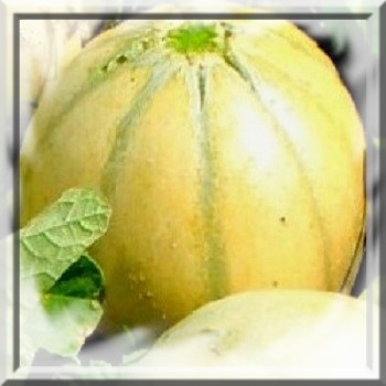 Melon Cavaillon espagnol réf.624