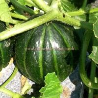 Melon noir des carmes