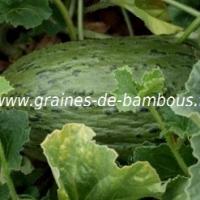 melon-pinonet-piel-de-sapo-www-graines-de-bambous-fr.jpg