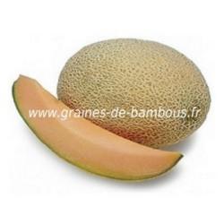 Melon cavaillon espagnol a chair rose