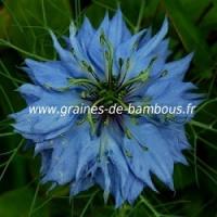 Nigelle de damas referencement