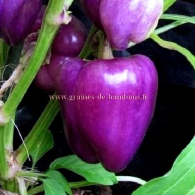 Poivron violet oda graines