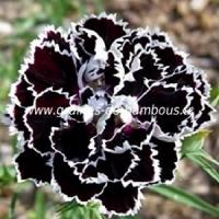 Oeillet de chine heddewigii black and white dianthus chinensis