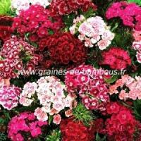 Oeillet de poete double mix dianthus barbatus