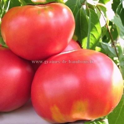 Olena ukrainian graines de tomate