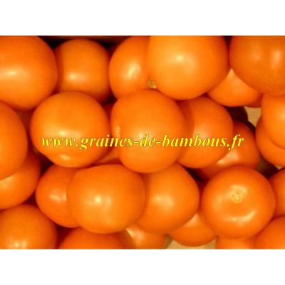 Semences tomate orange queen graines de bambous fr