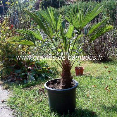 trachycarpus-wagnerianus-referencement.jpg