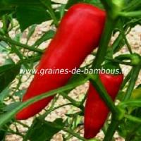 piment-anaheim-www-graines-de-bambous-fr-1.jpg