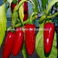 piment-tam-jalapeno-www-graines-de-bambous-fr-1.jpg