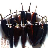 piments-noir-de-hongrie-www-graines-de-bambous-fr.jpg