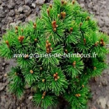 Pin nain mugo pinus seeds