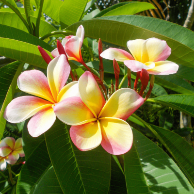 Plumeria graines de bambous fr min