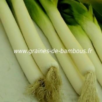 Poireau geant suisse graines de bambous fr