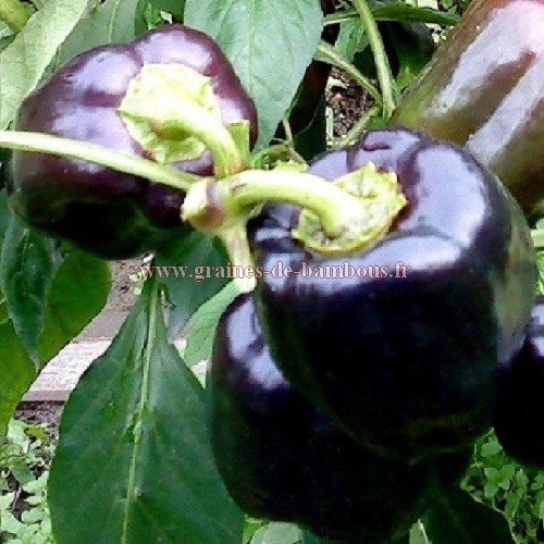Poivron Purple Bell - variété à fruits violets - Graines potagères