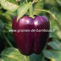 Poivron violet oda graines