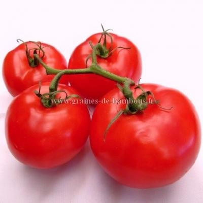 Tomate pomme rouge graines de bambous fr