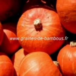 Potimarron hokkaido graines de bambous fr